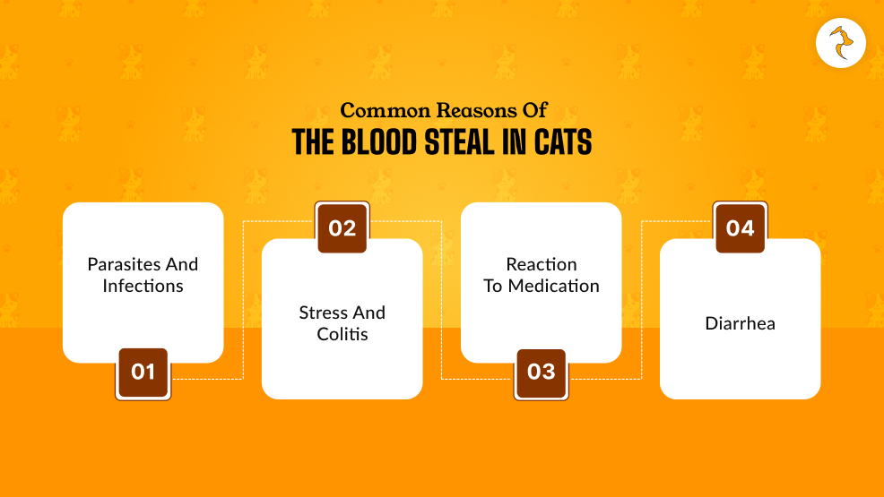 What Are The Common Reasons Of the Blood Steal In Cats