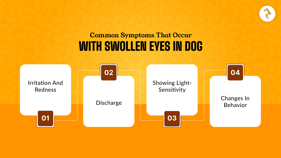 What Are The Common Symptoms That Occur With Swollen Eyes In Dog