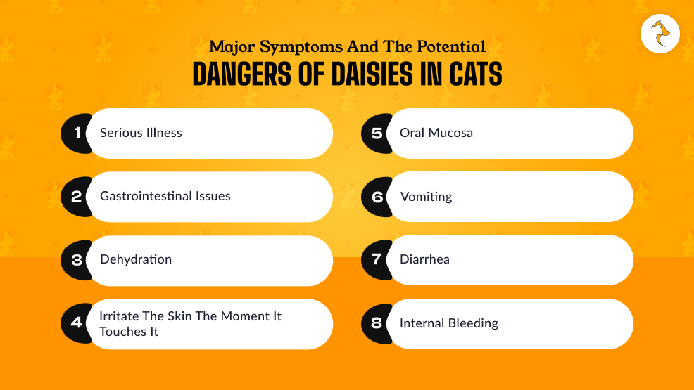 What Are The Major Symptoms And The Potential Dangers Of Daisies In Cats