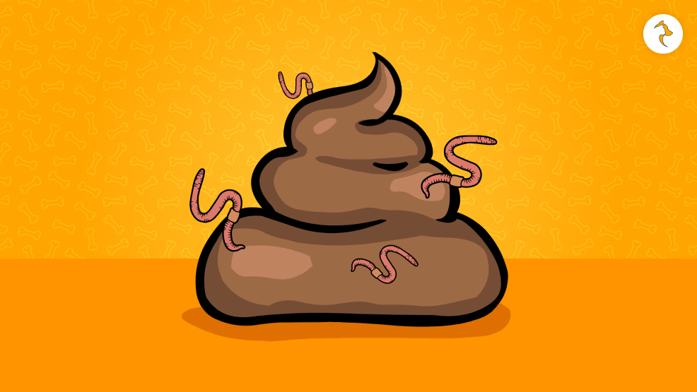 What Are The Reasons Behind Worms In Dog Poop