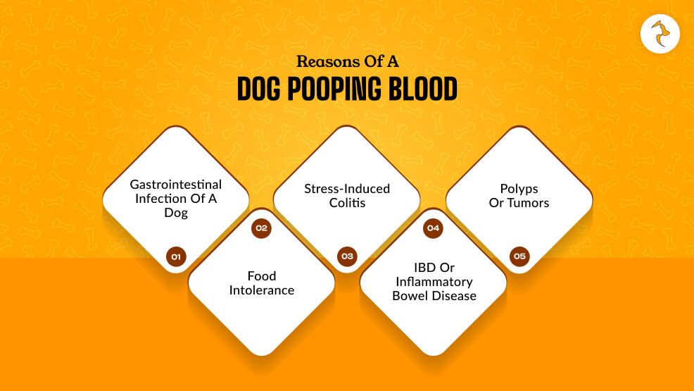 What Are The Reasons Of A Dog Pooping Blood