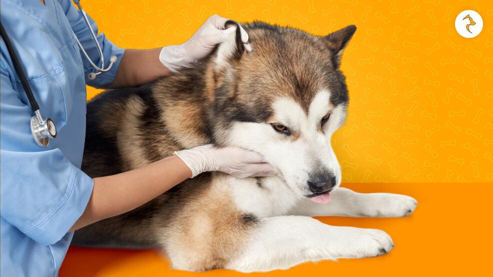 What Are The Treatments For A Dog Pooping Blood