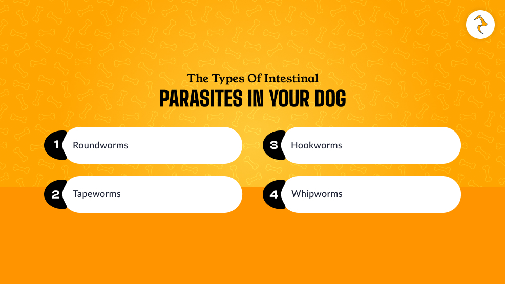 What Are The Types Of Intestinal Parasites In Your Dog