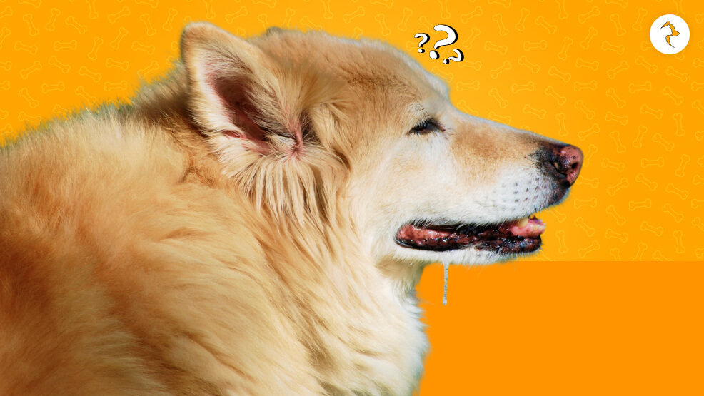 What Is Normal Drooling In Canines