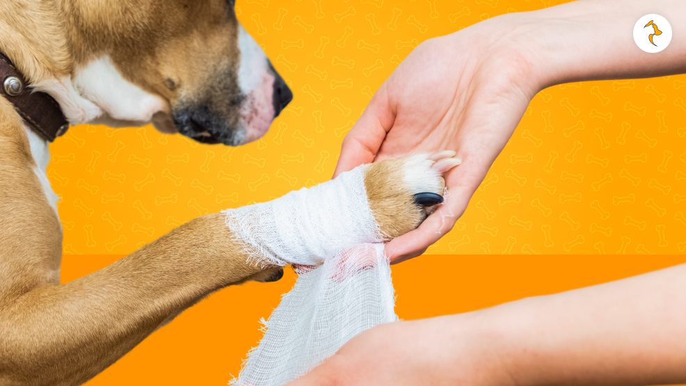 What To Do When My Dog Is Limping