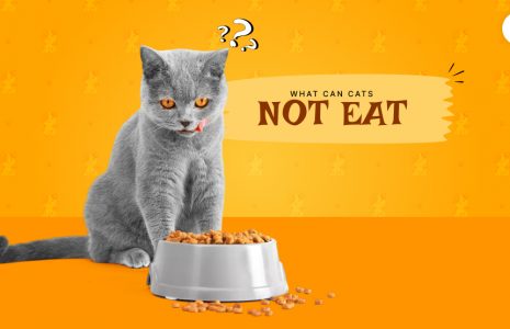 What can cats not eat?