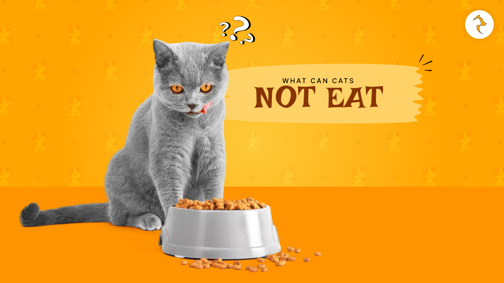 What can cats not eat?