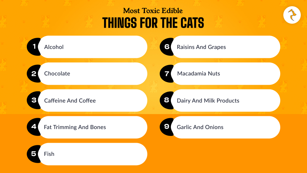 Which Are The Most Toxic Edible Things For The Cats
