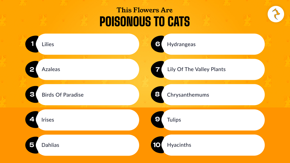 Which Flowers Are Poisonous To Cats