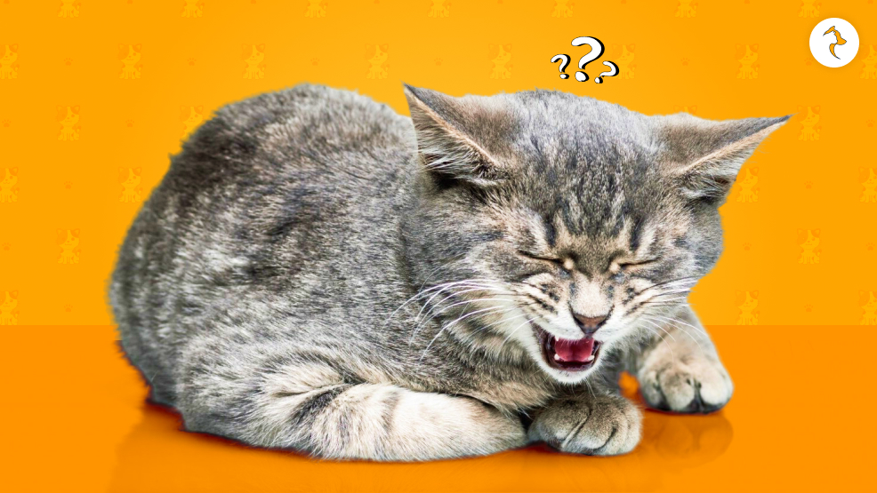 Which Types Of Cats Are More Prone To Tapeworms