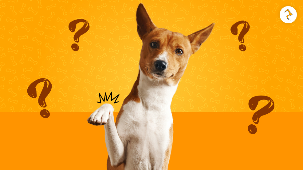 Why Is My Dog Limping You Know They Can Fake It Big Time