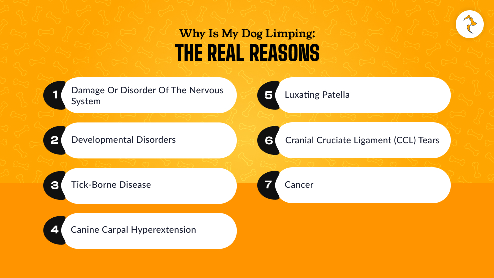 Why Is My Dog Limping the Real Reasons