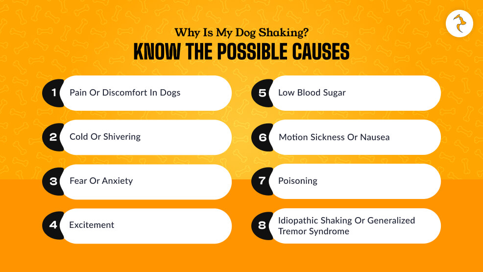 Why Is My Dog Shaking Know The Possible Causes
