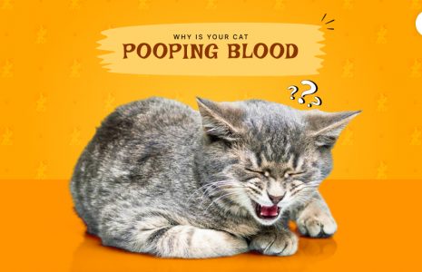 Why is my cat pooping blood