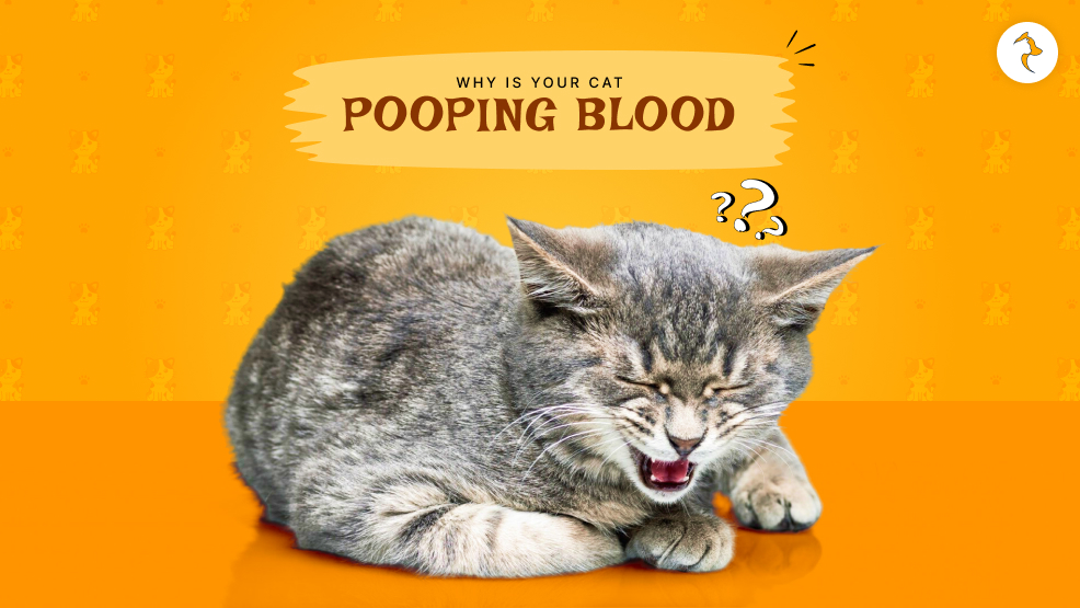 Why is my cat pooping blood