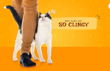 Why is my cat so clingy