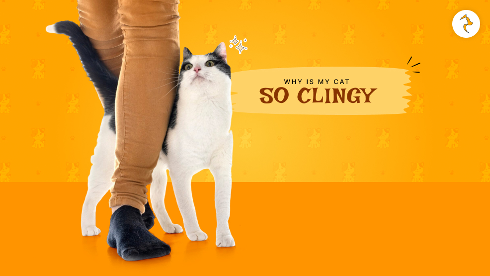 Why is my cat so clingy