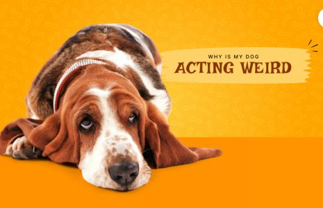 Why is my dog acting weird