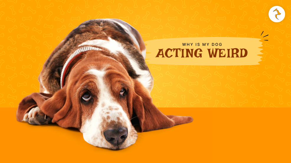 Why is my dog acting weird