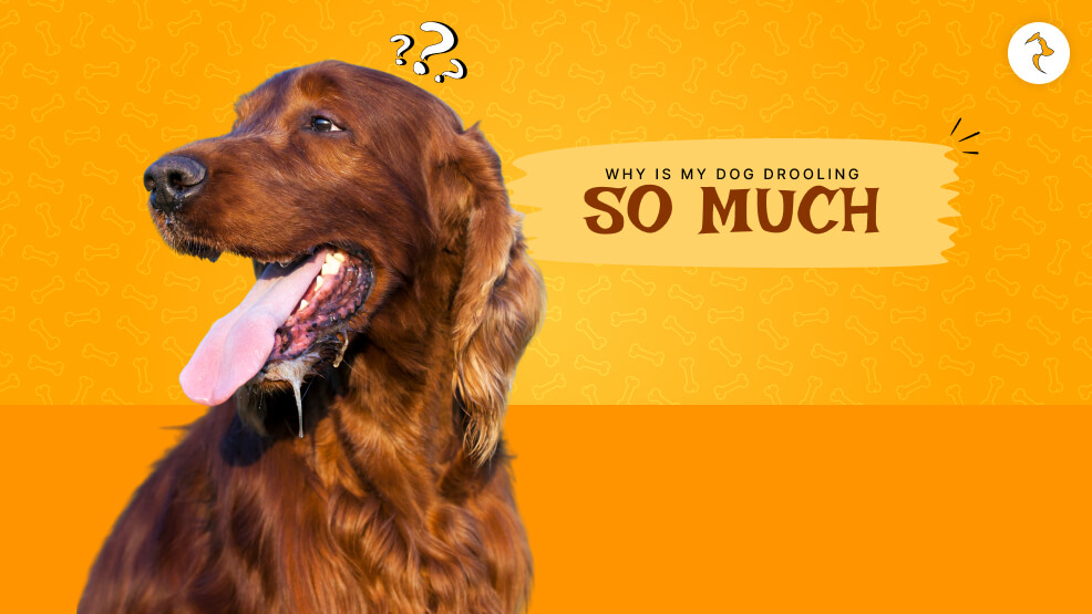 Why is my dog drooling so much