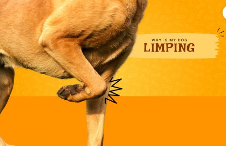 Why is my dog limping