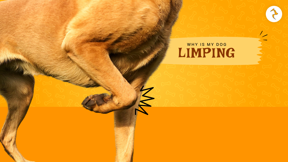 Why is my dog limping