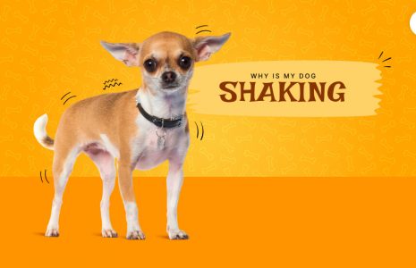 Why is my dog shaking