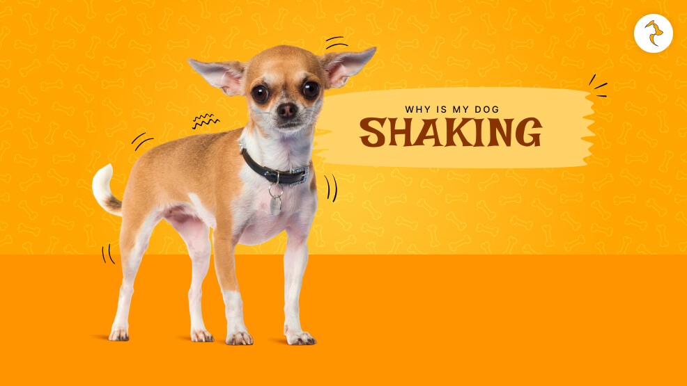 Why is my dog shaking