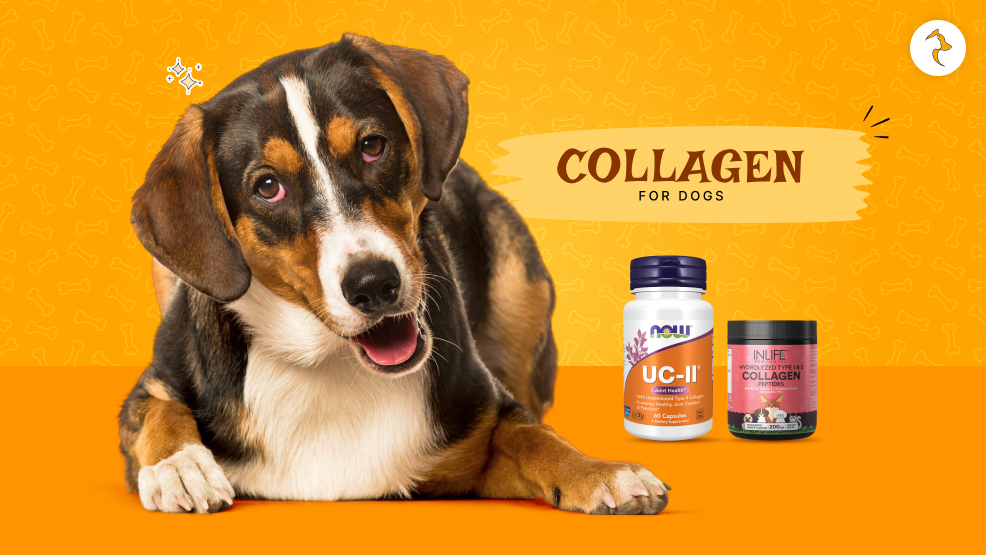 collagen for dogs