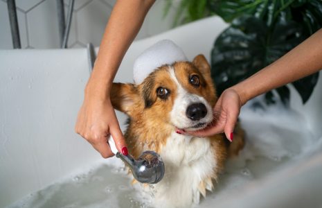 dog bathing and Brushing Services