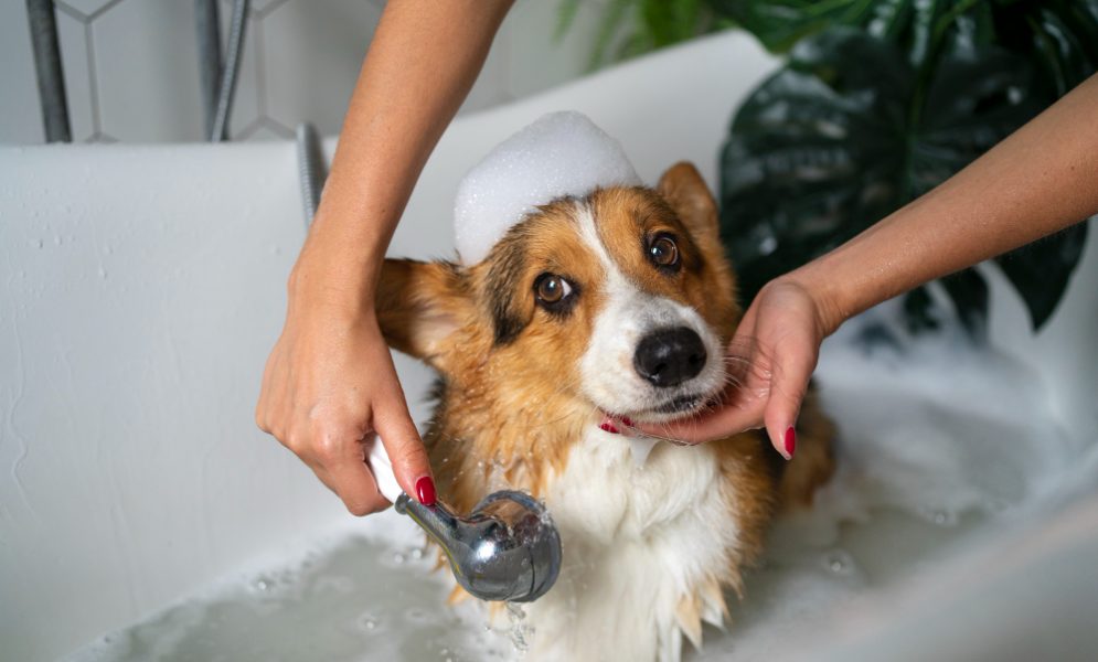 dog bathing and Brushing Services