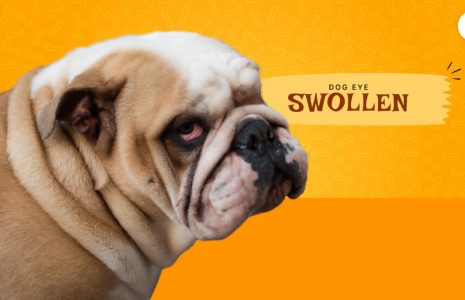 dog eye swollen