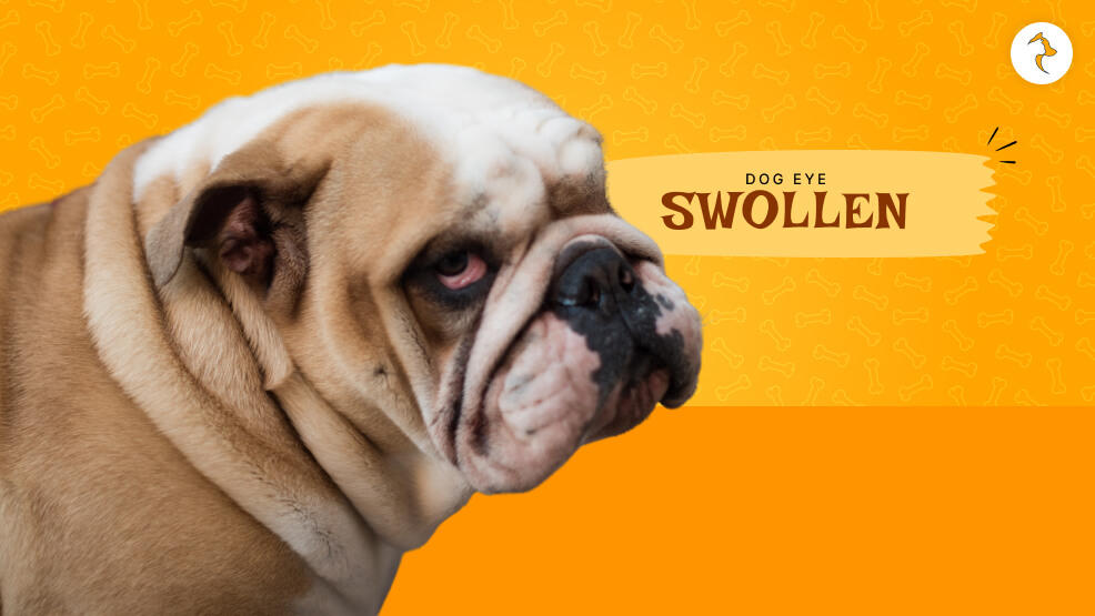 dog eye swollen