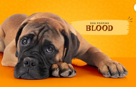 dog pooping blood
