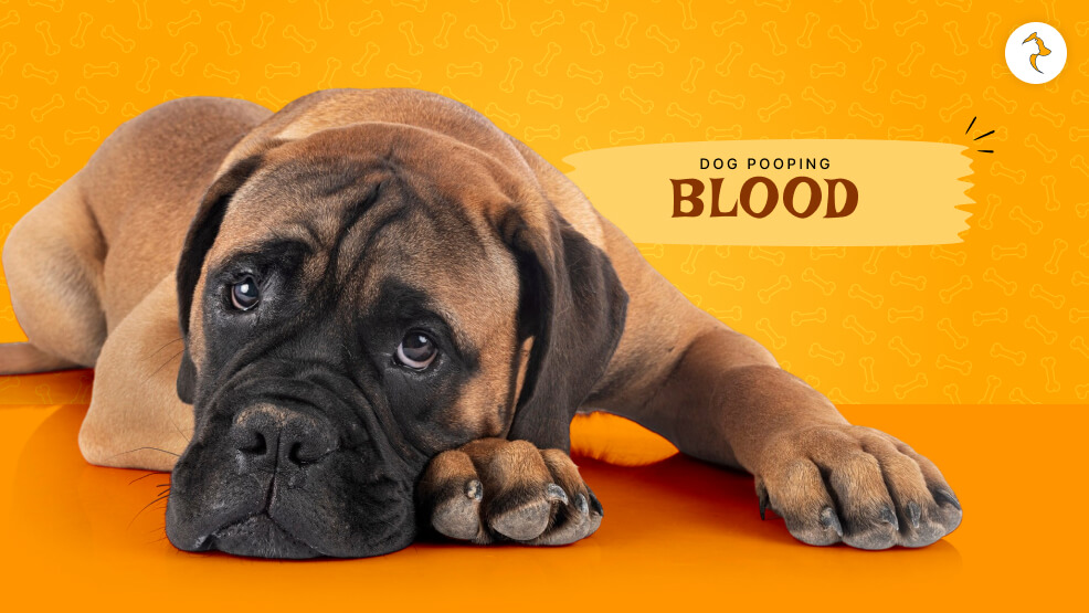 dog pooping blood