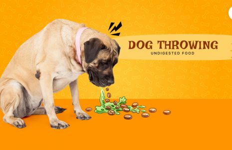 dog throwing up undigested food