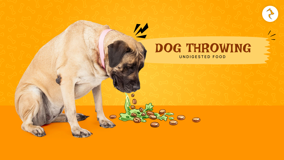dog throwing up undigested food