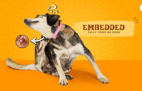embedded fully ticks on dogs