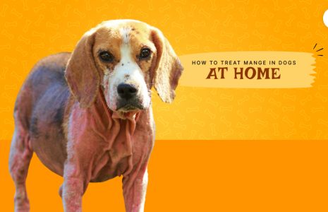 how to treat mange in dogs at home