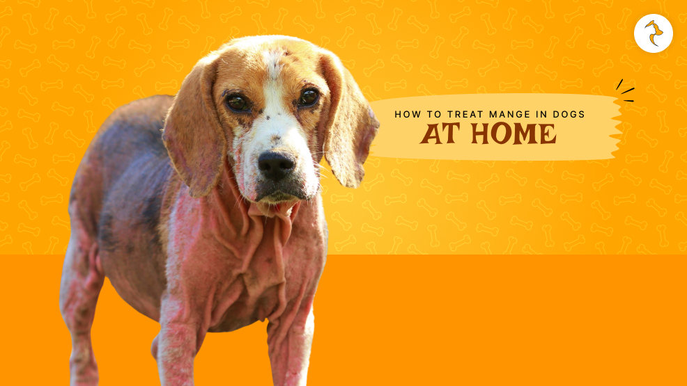 how to treat mange in dogs at home