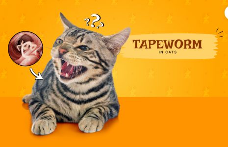 tapeworms in cats