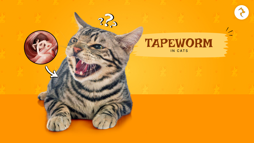 tapeworms in cats