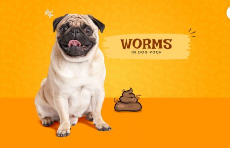 worms in dog poop