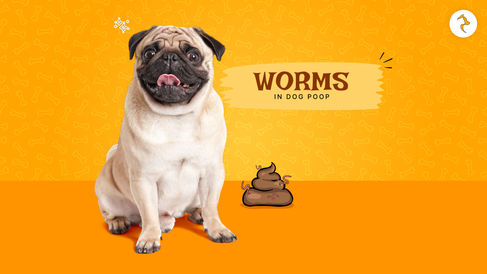 worms in dog poop