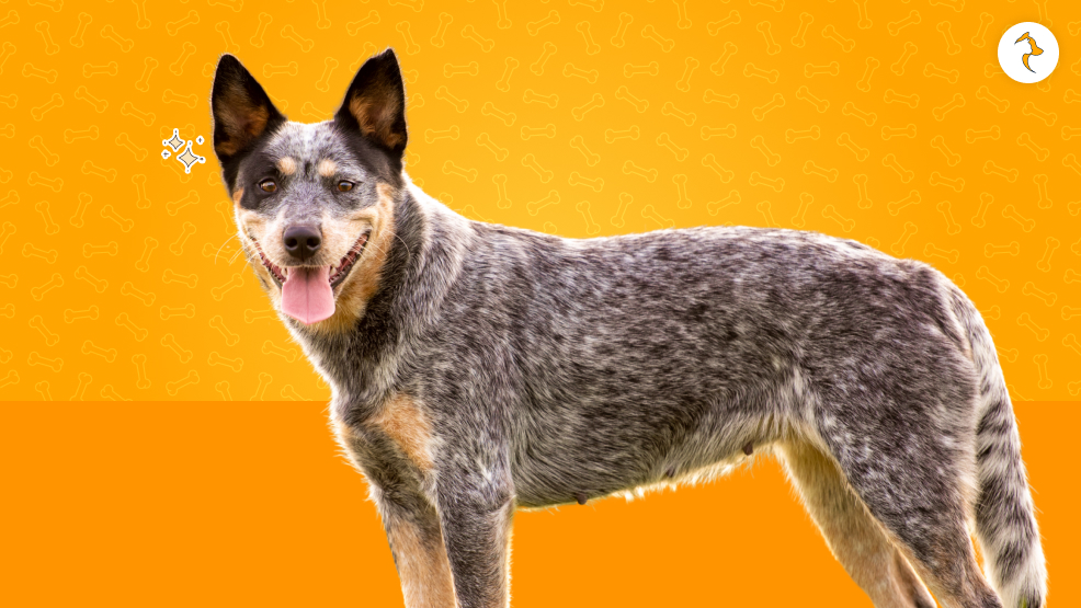 Australian Cattle Dogs