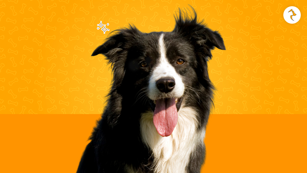 Border Collie