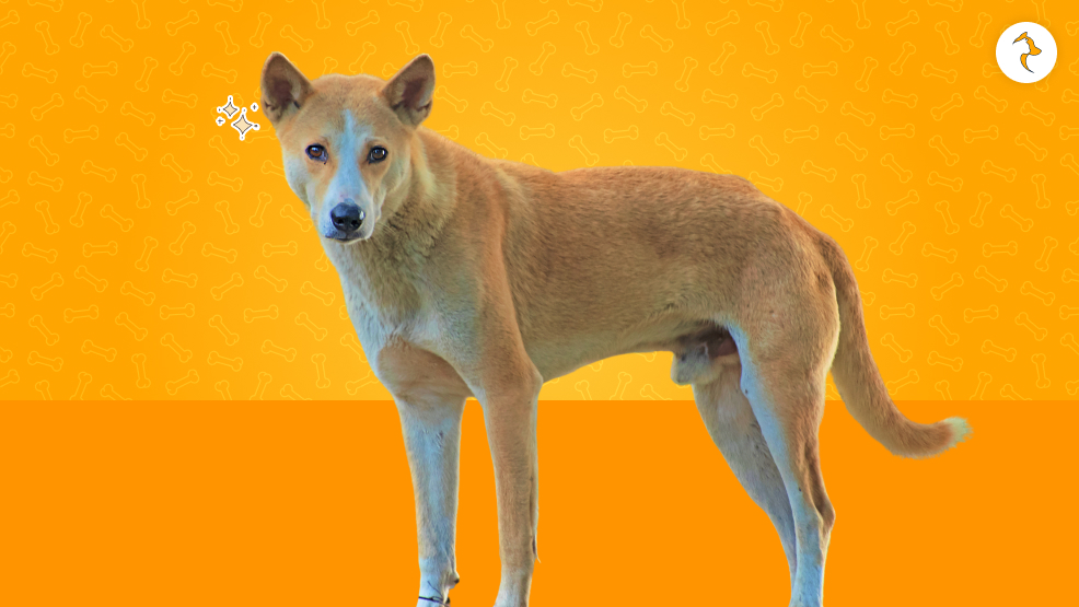 Breed Overview Of The Indian Pariah Dog