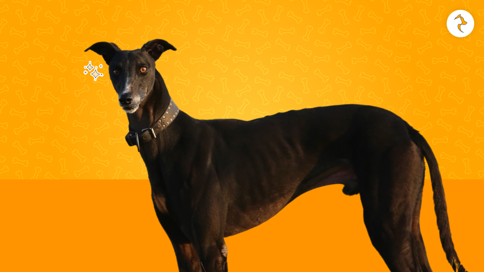 Breed Overview Of The Mudhol Hound