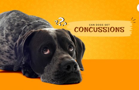 Can dogs get concussions