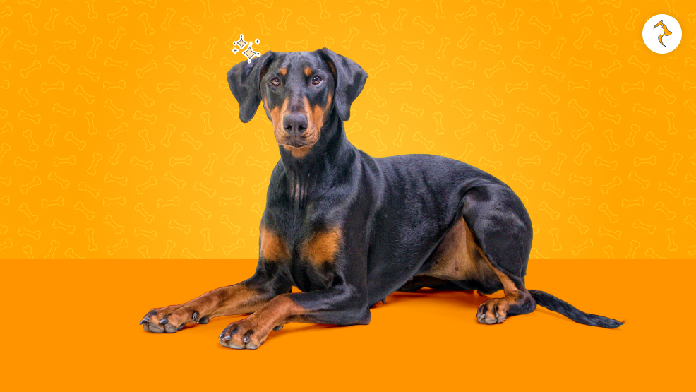 Doberman Pinscher